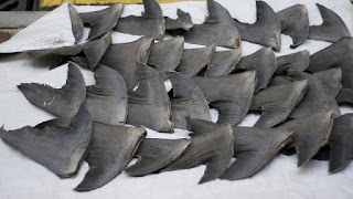 dried shark fins