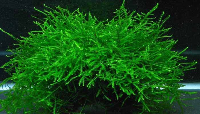 Java Moss