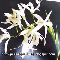 兰花-花:ZM09020512095591