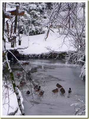 canards sur la glace
