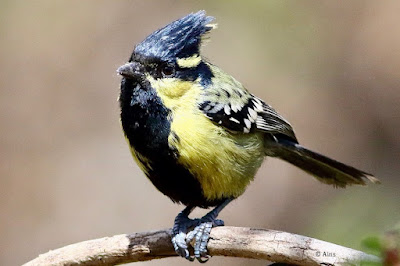 "Indian Yellow Tit (Machlolophus aplonotus) is a tiny but colourful songbird. Bright yellow plumage with contrasting black markings distinguishes this species. Perched atop a brach, displaying its bright plumage and energetic personality."