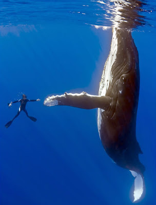 YOU... and a WHALE