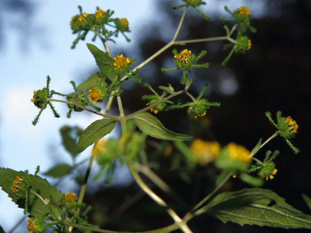 Siegesbeckia glabrescens