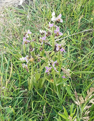 Orquídea abeja