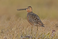 Long-Billed Dowitcher in breeding plumage – Barrow, Alaska – June 2014 – photo by Alan D. Wilson