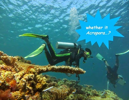 Andi Haerul dan Acropora