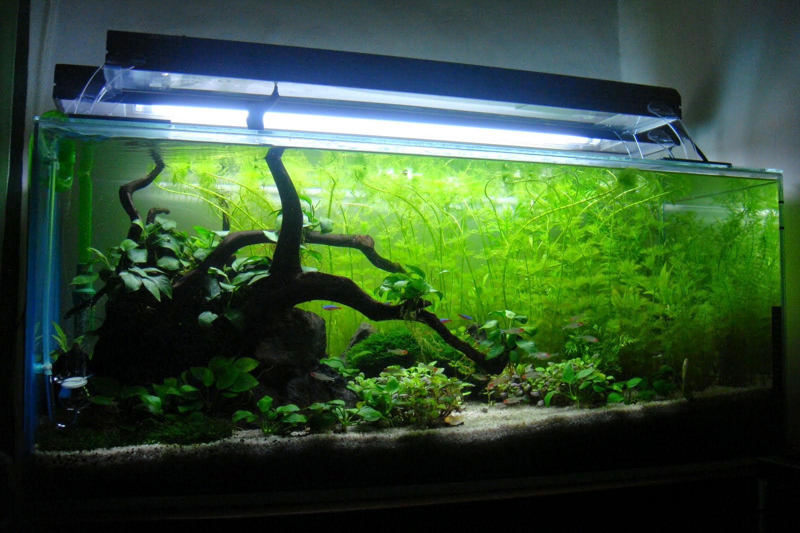 Jenis Lampu Aquascape Dunia Akuarium