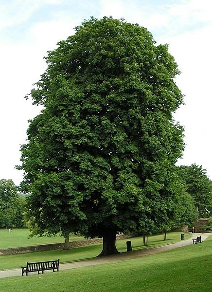  AESCULUS HIPPOCASTANUM - அஸ்குலஸ் ஹிப்போகாஸ்டனம்