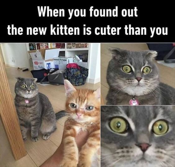 Funny Cat Images