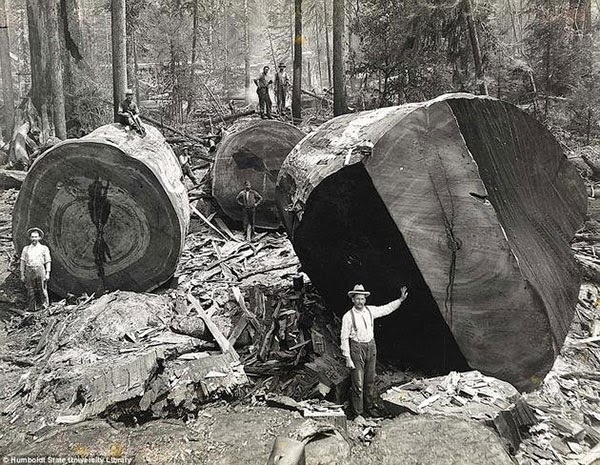 Rarest Historical Photos, That you can Never Forget. - Photo of California lumberjacks, in Redwoods