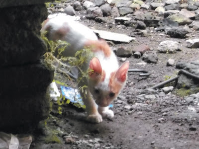 Foto-Foto Anak Kucing Lucu di Luar Jendela Kamar Kost Gue 13