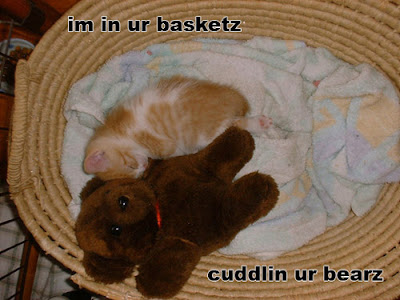 im in ur basketz cuddlin ur bearz