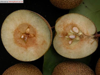 Груша мелкопильчатая (Pyrus serrulata)