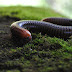 Centipedes Eat Animals 15 Times Their Size 