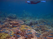 #13 Coral Reef Wallpaper