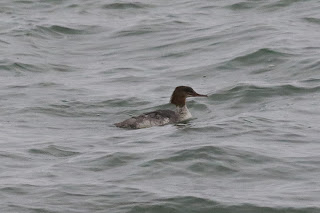 Juvenile Goosander