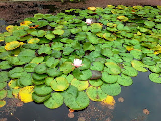 lotus pond