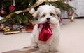 Cachorro con regalo de Navidad junto al arbolito - Postales navideñas para compartir en diciembre