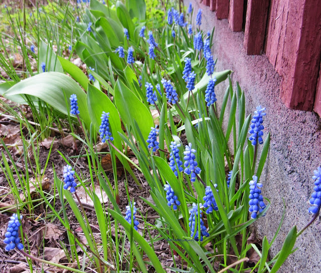 Armenian grape hyacinth