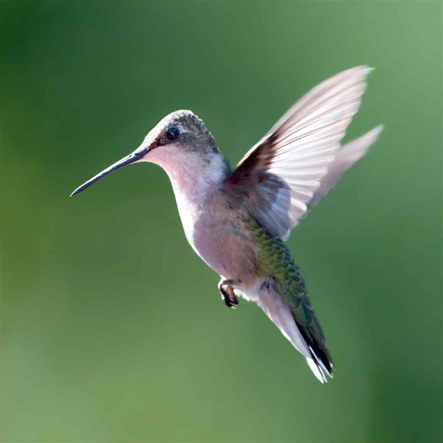 Hummingbirds Pictures