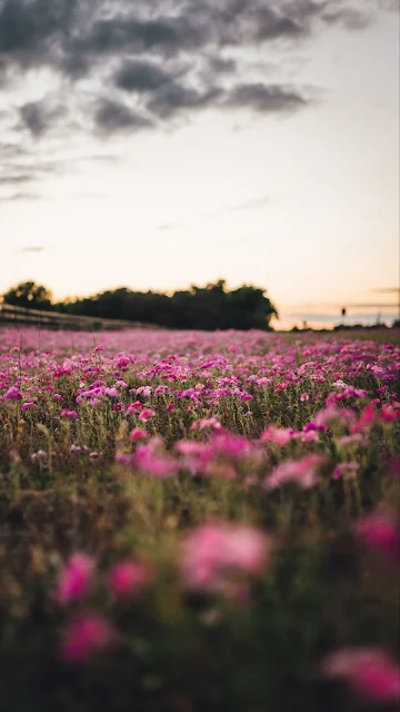 Free Wallpaper Morning Pink Flower Field