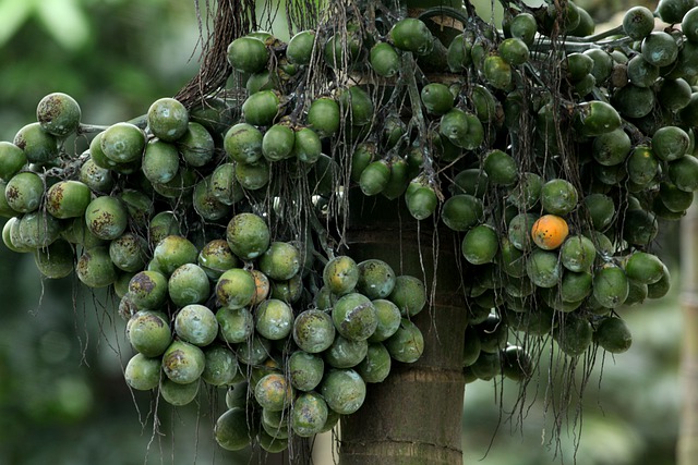 Khasiat Buah Pinang Untuk Pasangan Suami Istri