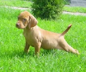 Vizsla Puppies Pictures