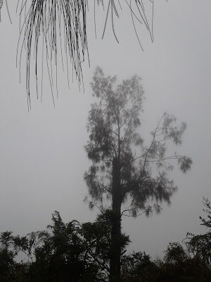 Kabut-menyelimut-jalur-menuju-puncak-basundara.jpg