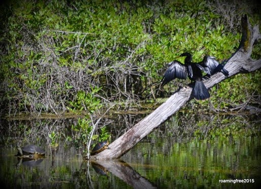Anhinga and turtles