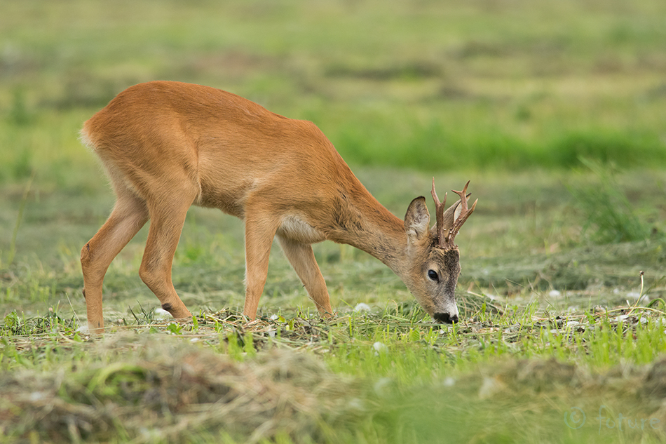 Metskits, Capreolus capreolus, Roe deer, kits