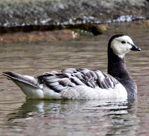 Branta leucopsis