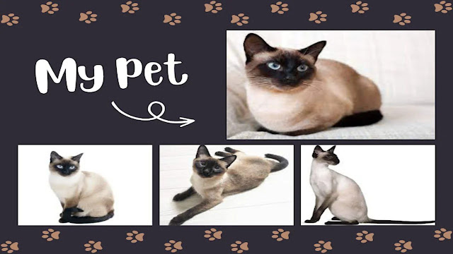 Siamese Cat