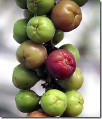 coccoloba_uvifera3