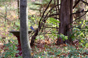 there are three bluebirds in this photo, can you find them?