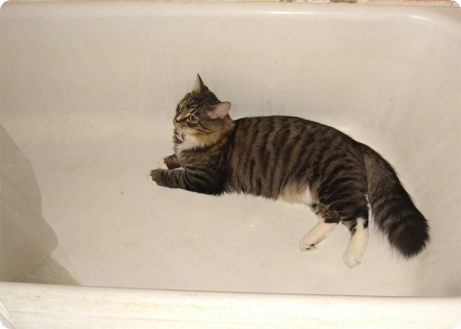 Cat In Bathtub. athtub. Abbey Cat doesn#39;t