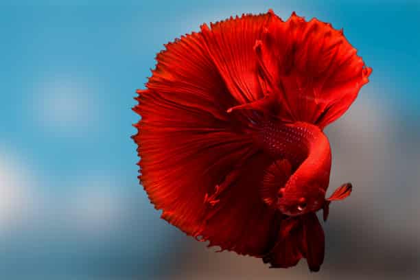 How take care of betta fish