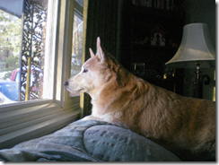 daisy looking out window