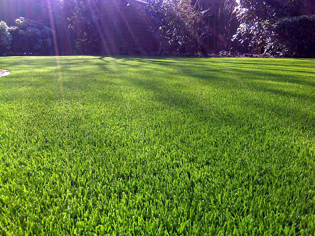 Συνθετικός χλοοτάπητας Royal  Grass