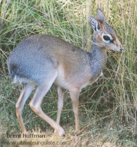 dik dik de Kirk Madoqua kirkii