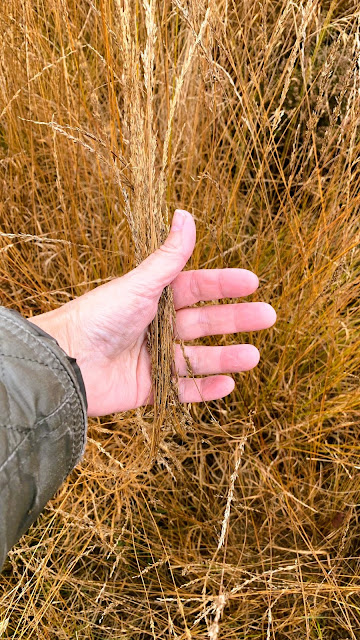 Hand met winterjasmouw die pijpenstrootjes vasthoudt, een close-up van de natuur