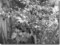 clip_image006 clip_image006