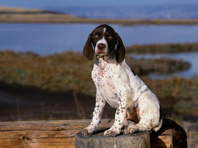 Pointer Puppy Picture