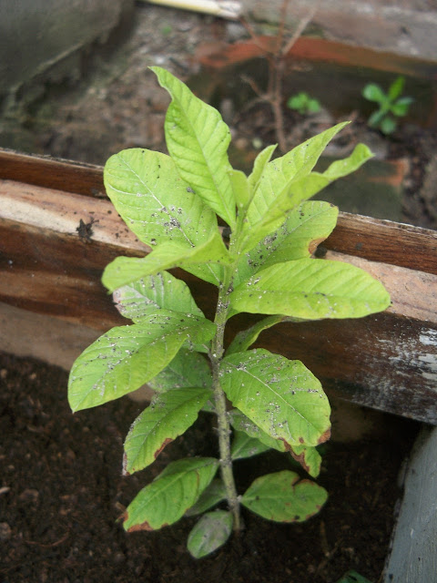 Guayaba