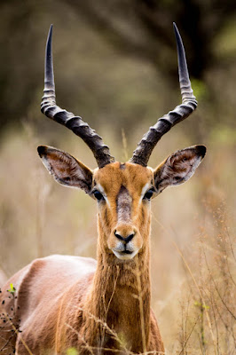Top 25 Facts about Antelope