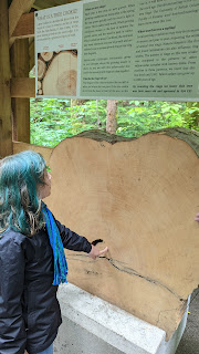 a girl touches a slice of a large yellow cedar tree & looks up at a sign with information about the 1400 year old tree