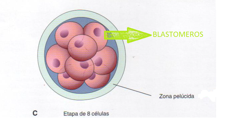 Resultado de imagen para blastomeros