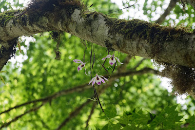 Dendrobium falconeri care and culture