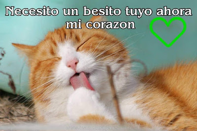 Imágenes de gatitos tiernos con frases y textos bonitos