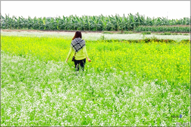 hoa cải vàng bên sông