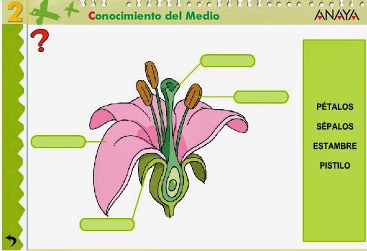 Sabes ar partes da flor? 